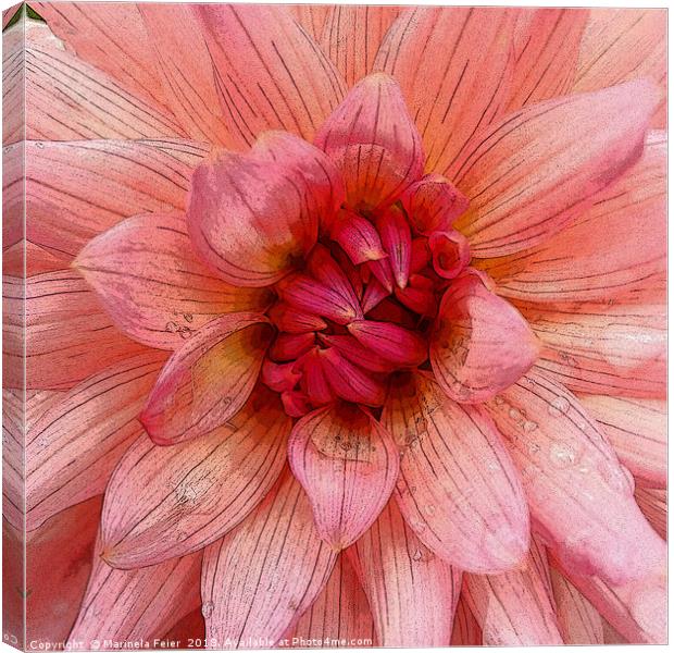pink petals Canvas Print by Marinela Feier