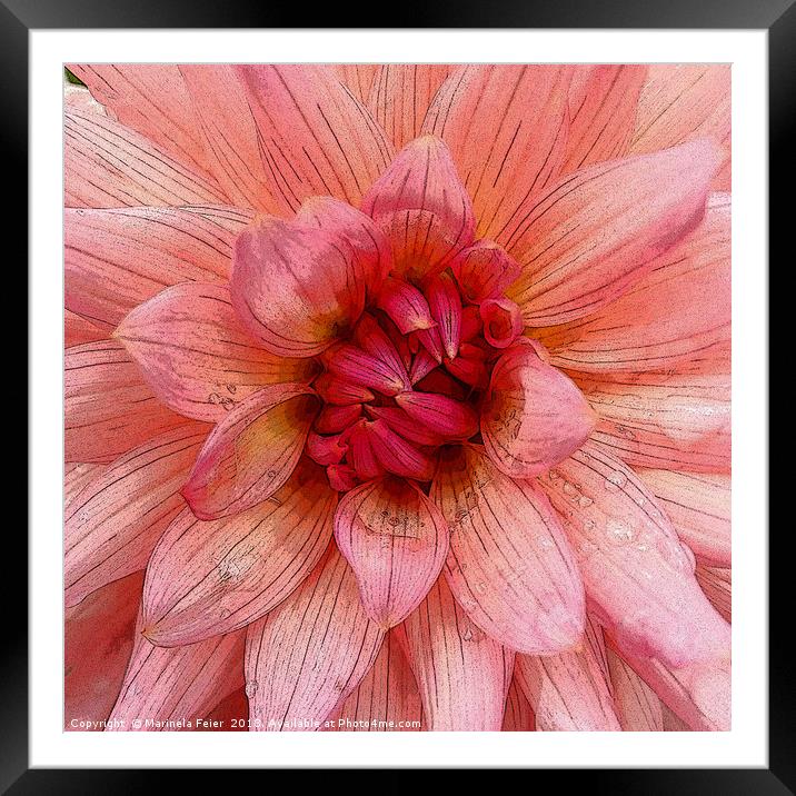 pink petals Framed Mounted Print by Marinela Feier