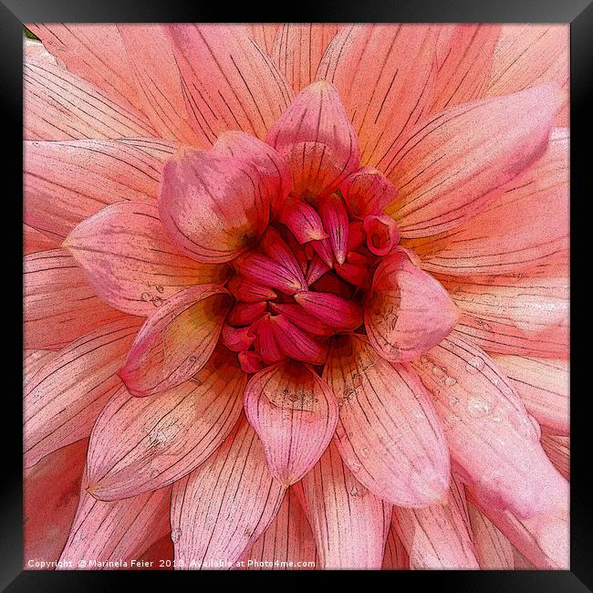 pink petals Framed Print by Marinela Feier