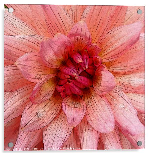 pink petals Acrylic by Marinela Feier