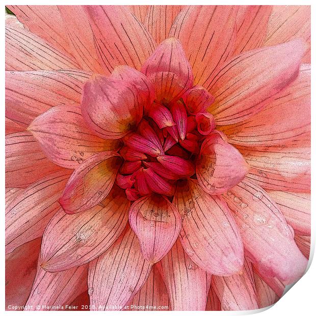 pink petals Print by Marinela Feier