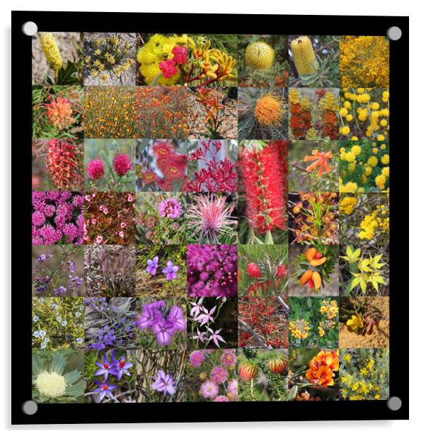 Collection of Western Australian wildflowers Acrylic by Ines Porada