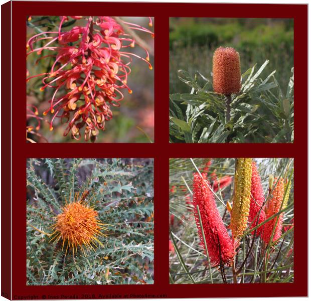 Collection of Australian Proteaceae flowers Canvas Print by Ines Porada