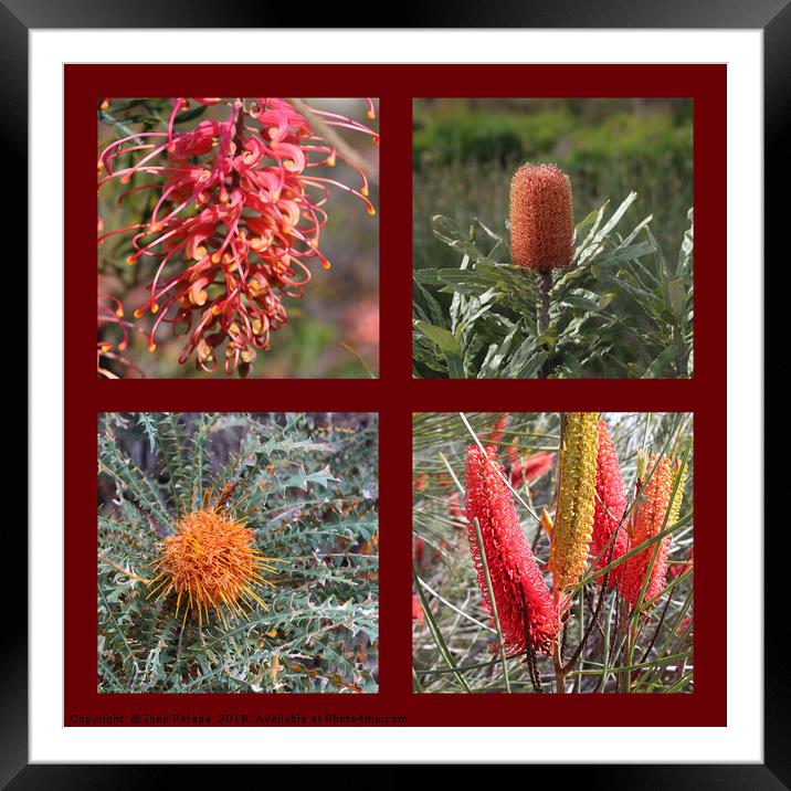 Collection of Australian Proteaceae flowers Framed Mounted Print by Ines Porada