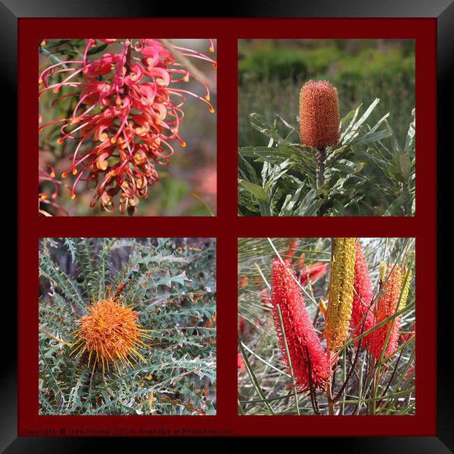 Collection of Australian Proteaceae flowers Framed Print by Ines Porada
