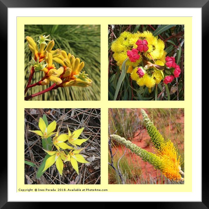 Collection of yellow Australian wildflowers Framed Mounted Print by Ines Porada