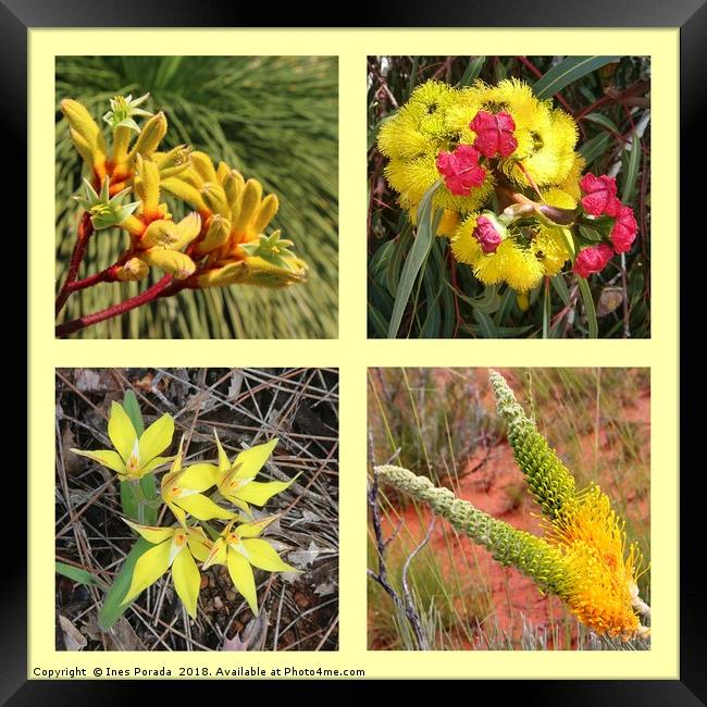 Collection of yellow Australian wildflowers Framed Print by Ines Porada