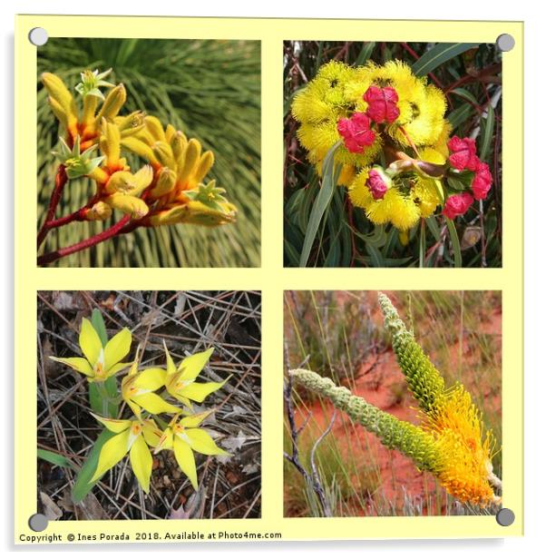 Collection of yellow Australian wildflowers Acrylic by Ines Porada