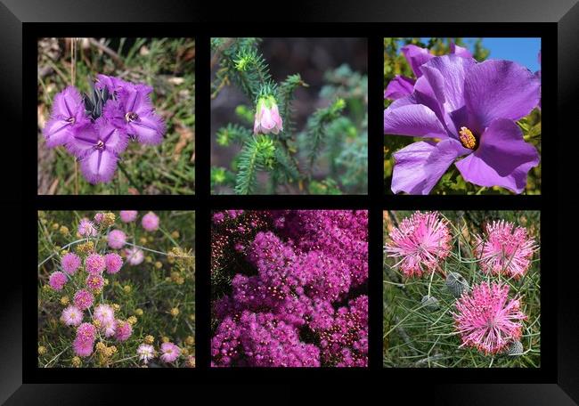 Collection of Australian wildflowers in purple Framed Print by Ines Porada