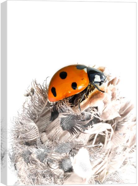 The Seven Spot Ladybird - Artistic Approach. Canvas Print by Colin Allen