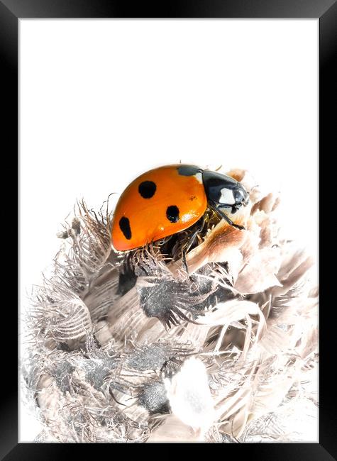 The Seven Spot Ladybird - Artistic Approach. Framed Print by Colin Allen