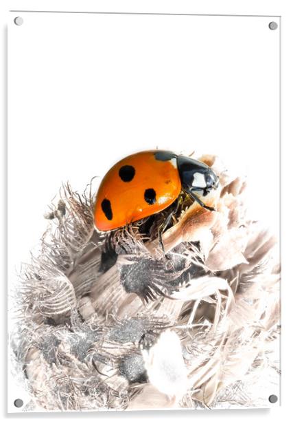The Seven Spot Ladybird - Artistic Approach. Acrylic by Colin Allen