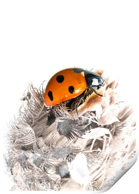 The Seven Spot Ladybird - Artistic Approach. Print by Colin Allen