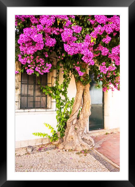 Old bougainvillea tree Framed Mounted Print by Rosaline Napier