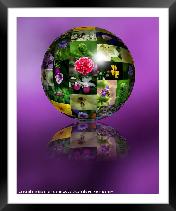 Flower montage sphere Framed Mounted Print by Rosaline Napier