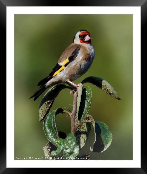 Goldfinch.. Framed Mounted Print by Graeme B