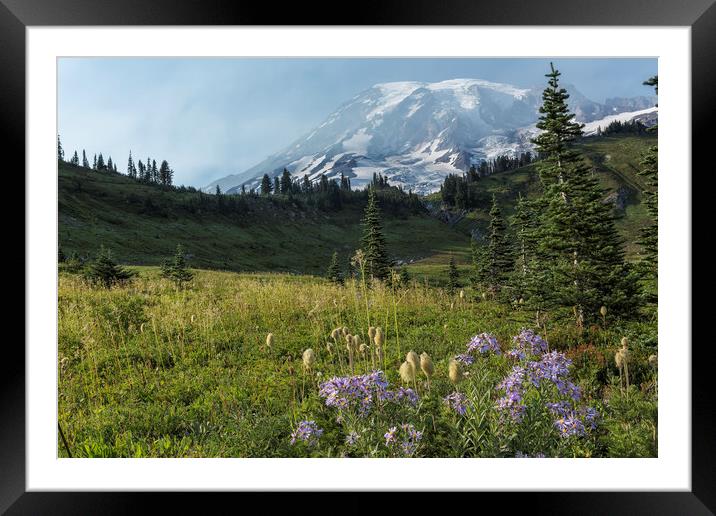 Wildflowers and Mount Rainier Framed Mounted Print by Belinda Greb