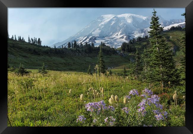 Wildflowers and Mount Rainier Framed Print by Belinda Greb