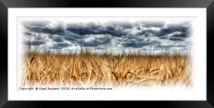 Wheat Framed Mounted Print by Nigel Bangert