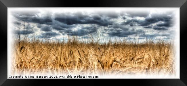 Wheat Framed Print by Nigel Bangert
