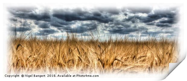 Wheat Print by Nigel Bangert