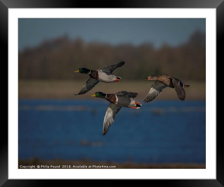 Mallard Ducks in Flight Framed Mounted Print by Philip Pound