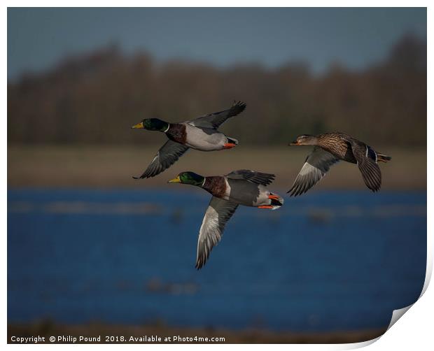 Mallard Ducks in Flight Print by Philip Pound