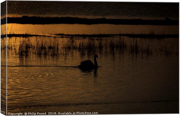 Swan at sunset Canvas Print by Philip Pound