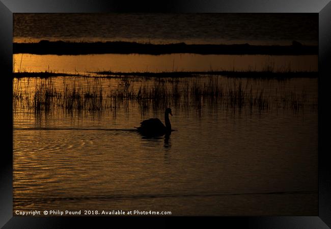 Swan at sunset Framed Print by Philip Pound
