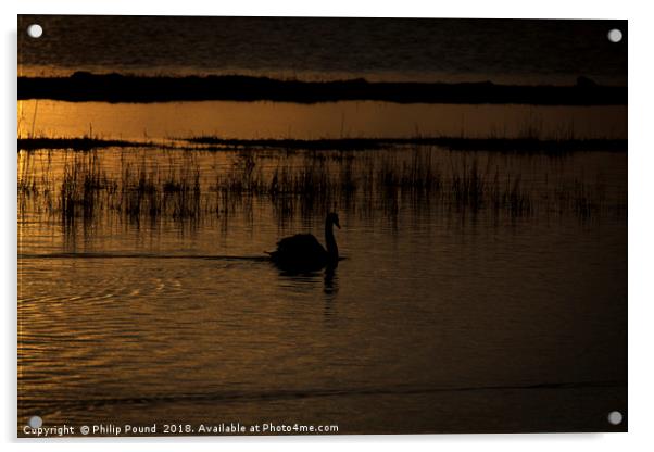 Swan at sunset Acrylic by Philip Pound