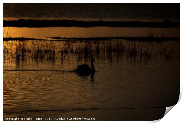 Swan at sunset Print by Philip Pound