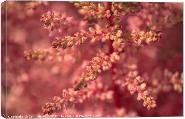 Pink Astilbe Blossom Canvas Print by Colin Metcalf
