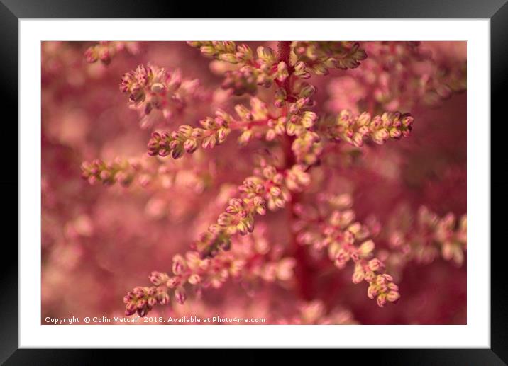 Pink Astilbe Blossom Framed Mounted Print by Colin Metcalf