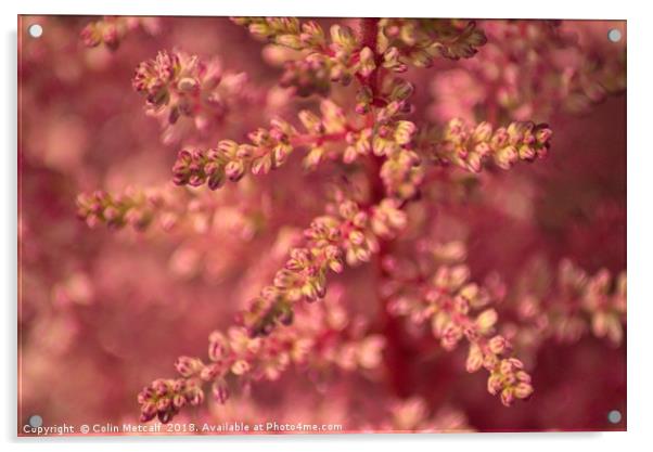 Pink Astilbe Blossom Acrylic by Colin Metcalf