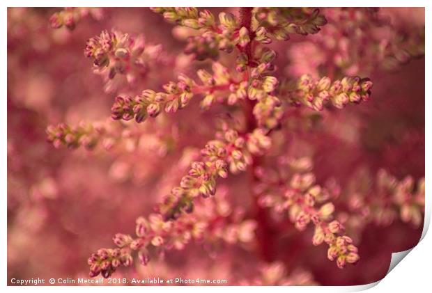 Pink Astilbe Blossom Print by Colin Metcalf