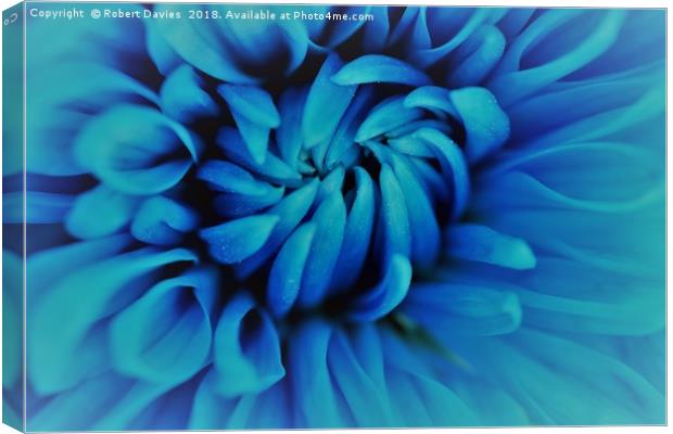Blue Chrysanthemum Flower Canvas Print by Robert Davies