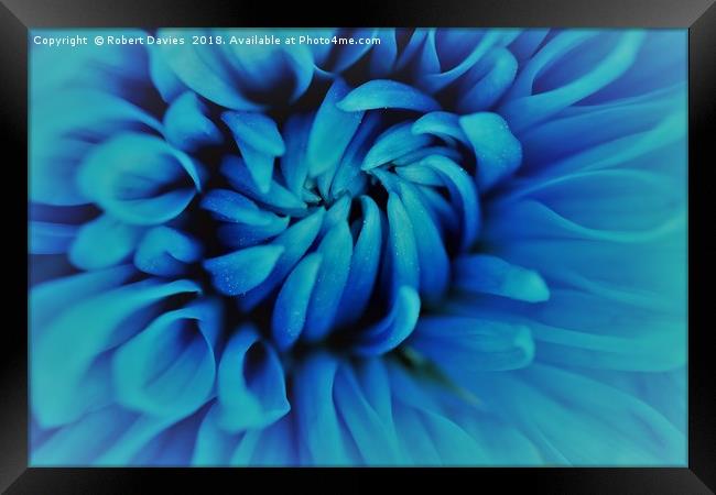 Blue Chrysanthemum Flower Framed Print by Robert Davies