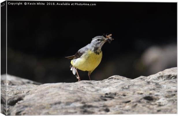 Grey wagtail  Canvas Print by Kevin White