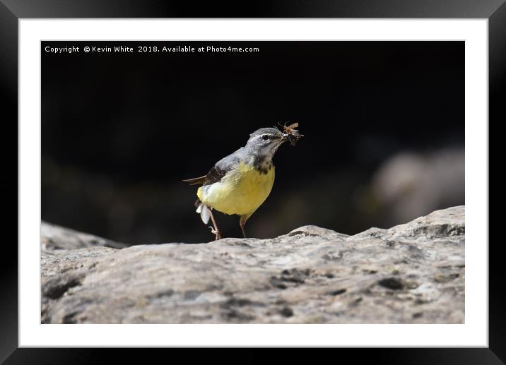 Grey wagtail  Framed Mounted Print by Kevin White