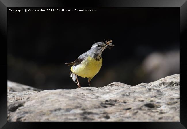 Grey wagtail  Framed Print by Kevin White
