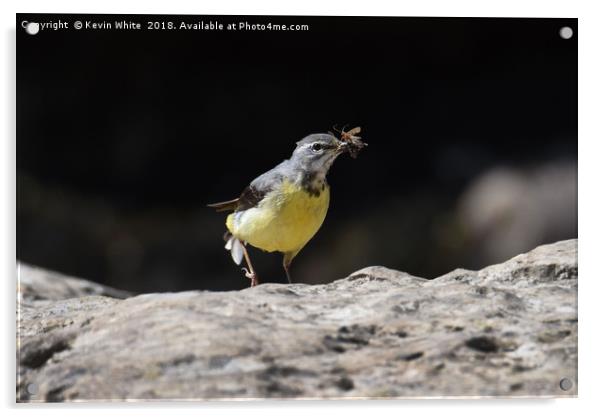 Grey wagtail  Acrylic by Kevin White