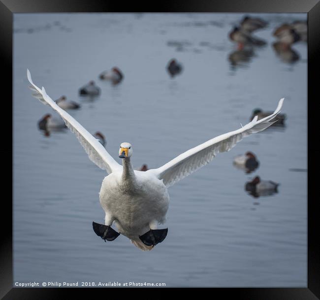 Whooper Swan Landing Framed Print by Philip Pound