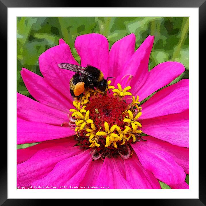 bumblebee at work Framed Mounted Print by Marinela Feier