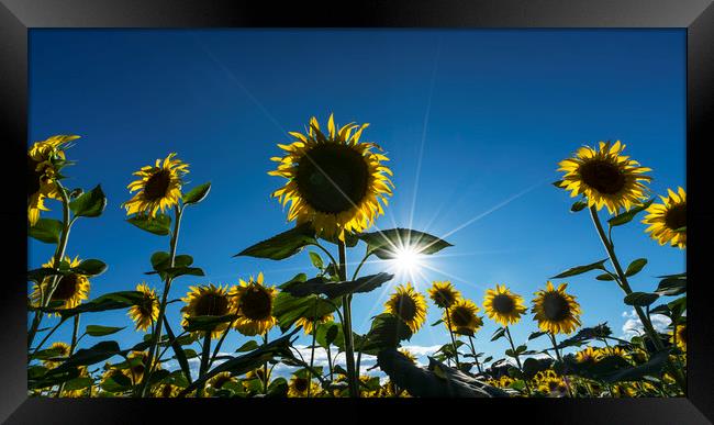sunflowers in summer Framed Print by Sergio Delle Vedove