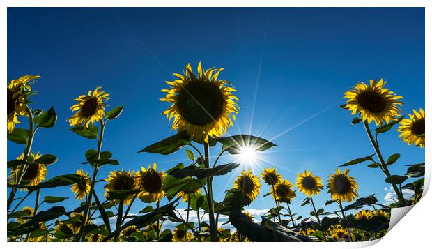 sunflowers in summer Print by Sergio Delle Vedove