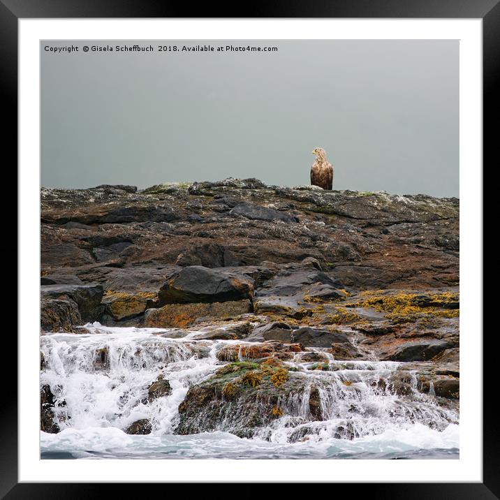 A White-tailed Eagle in the North of Norway Framed Mounted Print by Gisela Scheffbuch