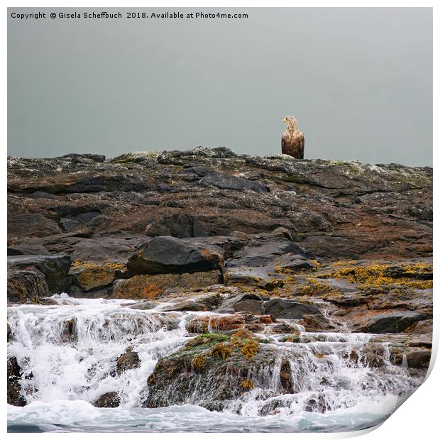 A White-tailed Eagle in the North of Norway Print by Gisela Scheffbuch