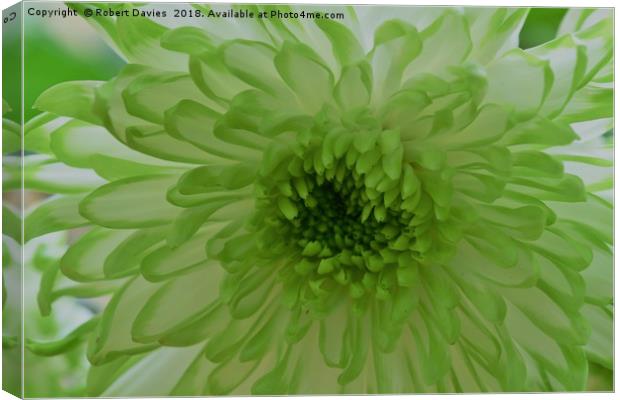 Green Chrysanthemum Flower  Canvas Print by Robert Davies