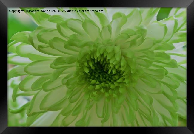 Green Chrysanthemum Flower  Framed Print by Robert Davies
