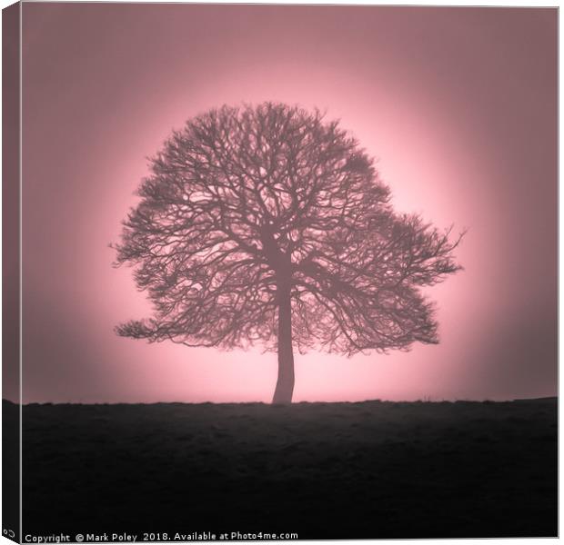 Winter tree emerging from dawn mist Canvas Print by Mark Poley